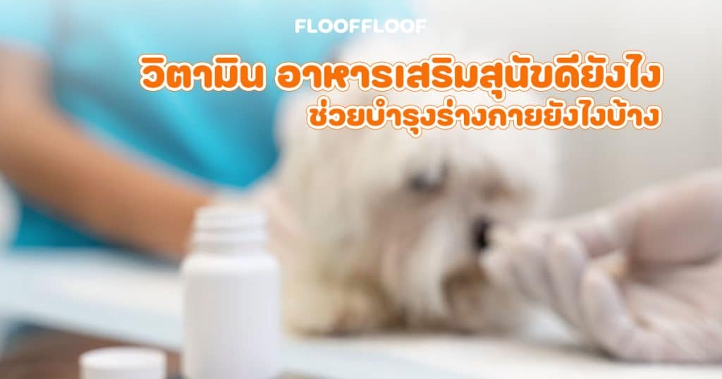 อาหารเสริมสุนัข